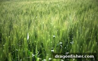 龙王捕鱼教你玩转血战麻将：规则、变化与代理收益全攻略